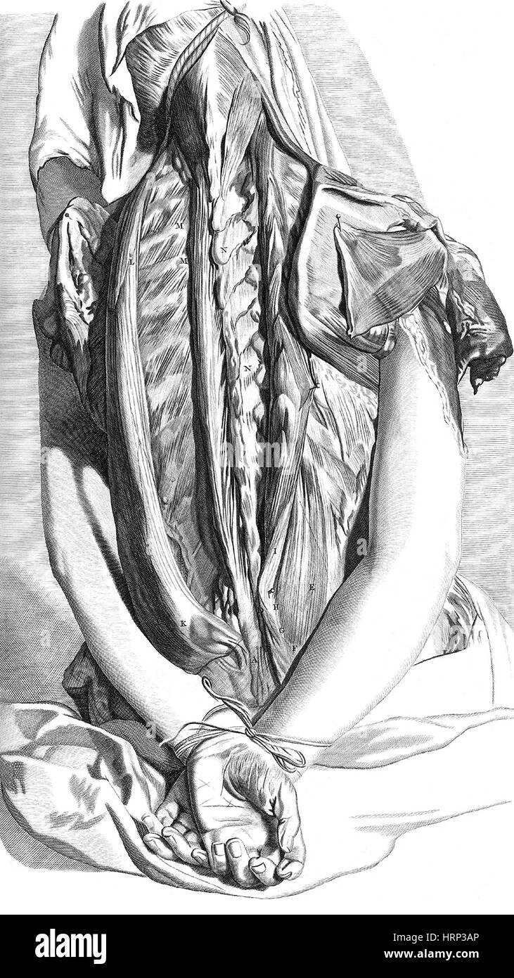 Anatomia humani corporis, tableau 30, 1690 Banque D'Images