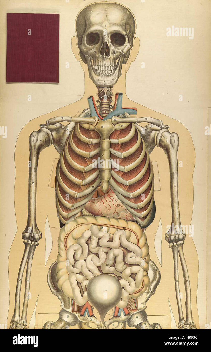 Le corps humain, BouglÌ©, 1899 Banque D'Images