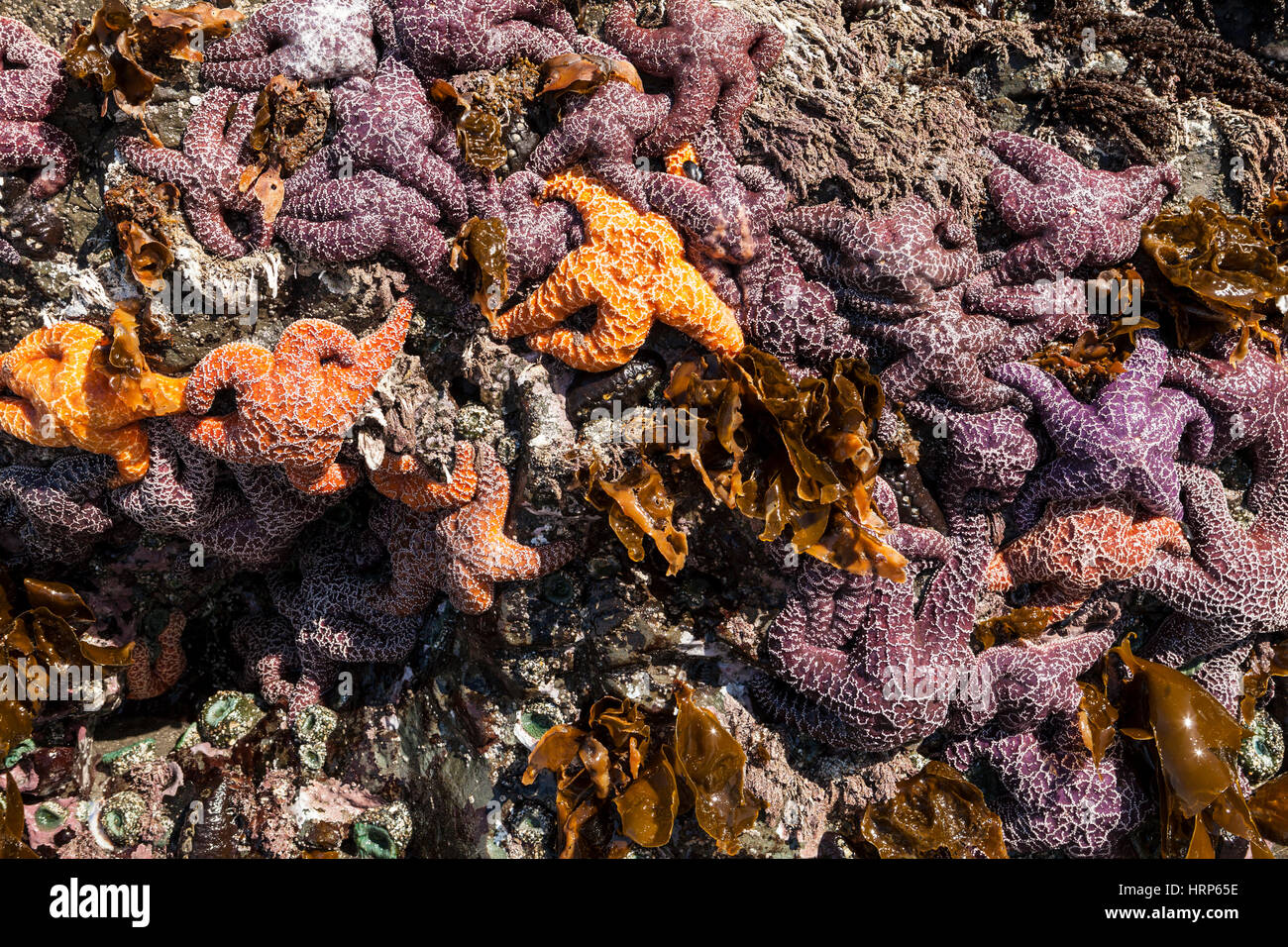 Un rocher couvert d'anémones de mer et des étoiles de mer. Certaines des étoiles de mer étoile de mer ont des cervidés, 2013 2e Beach sur la péninsule Olympique de WA. Banque D'Images
