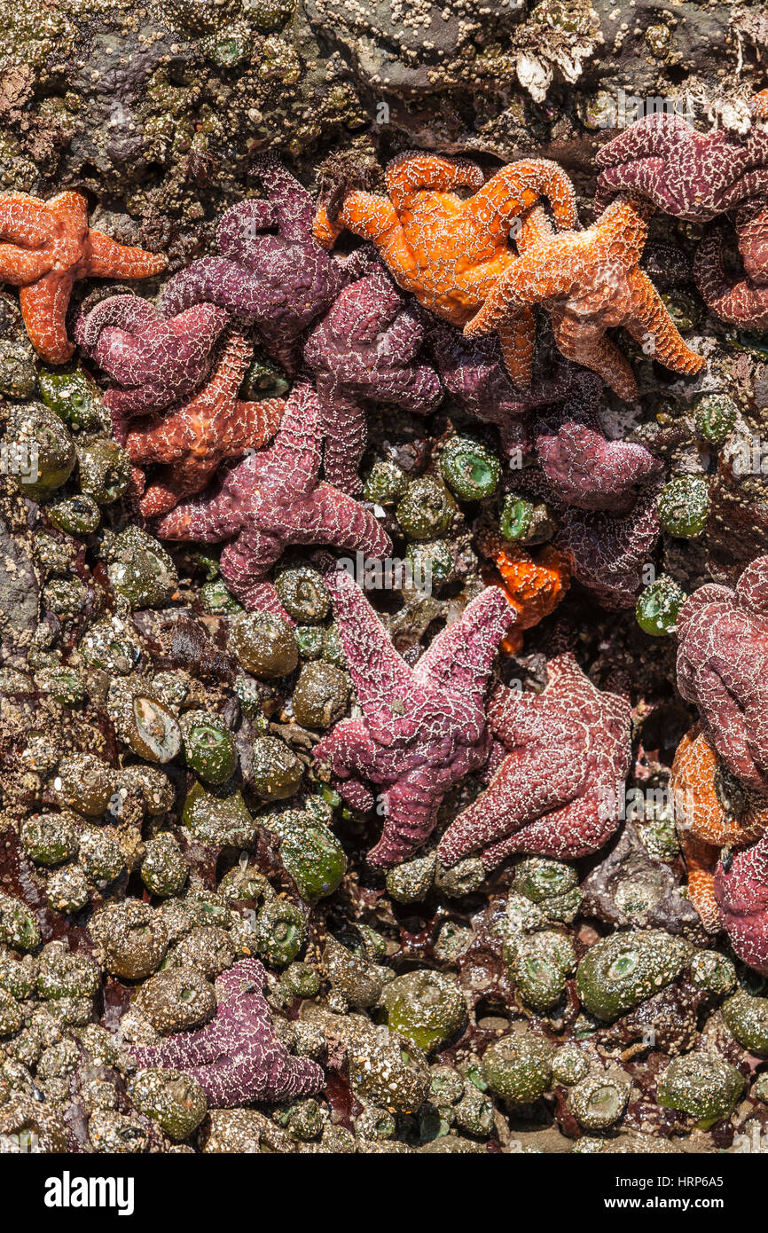 Un rocher couvert d'anémones de mer et des étoiles de mer. Certaines des étoiles de mer étoile de mer ont des cervidés, 2013 2e Beach sur la péninsule Olympique de WA. Banque D'Images