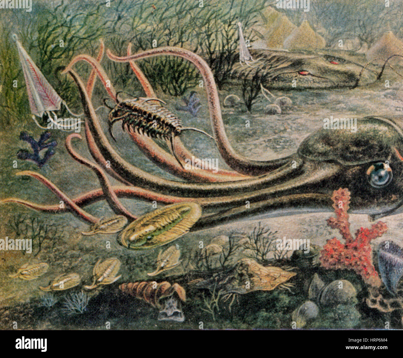 L re Pal ozo que La Faune Marine Pr historique Photo Stock Alamy