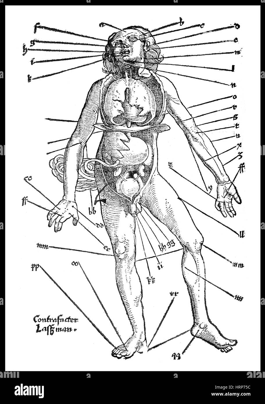 La saignée, "der Feldbuch Wundartzney", 1528 Banque D'Images