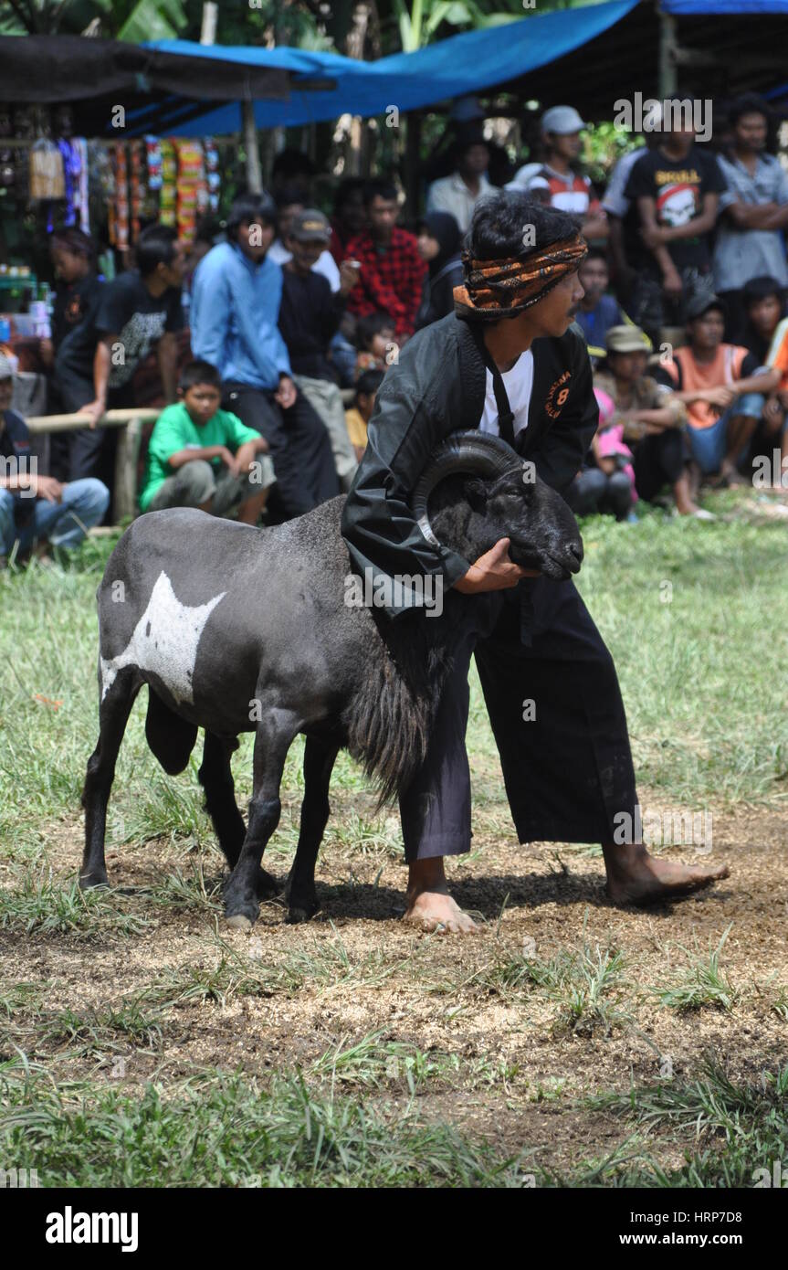 Garut, Indonésie - 15 janvier 2012 : la lutte contre la concurrence en mouflons Garut, Java ouest, Indonésie Banque D'Images