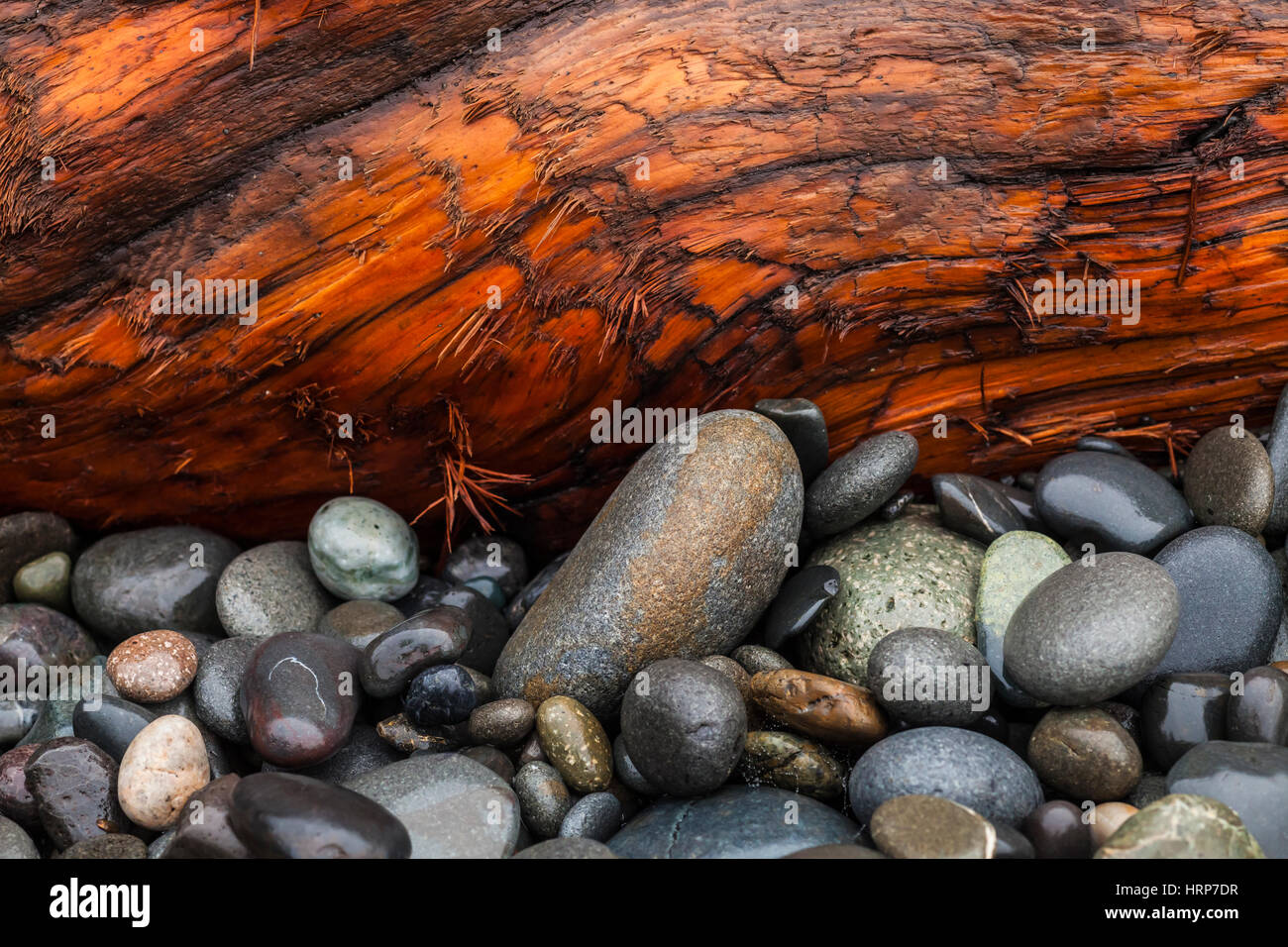 Pierres de plage et de l'aulne, le Rialto Beach, Olympic National Park, Washington, USA. Banque D'Images