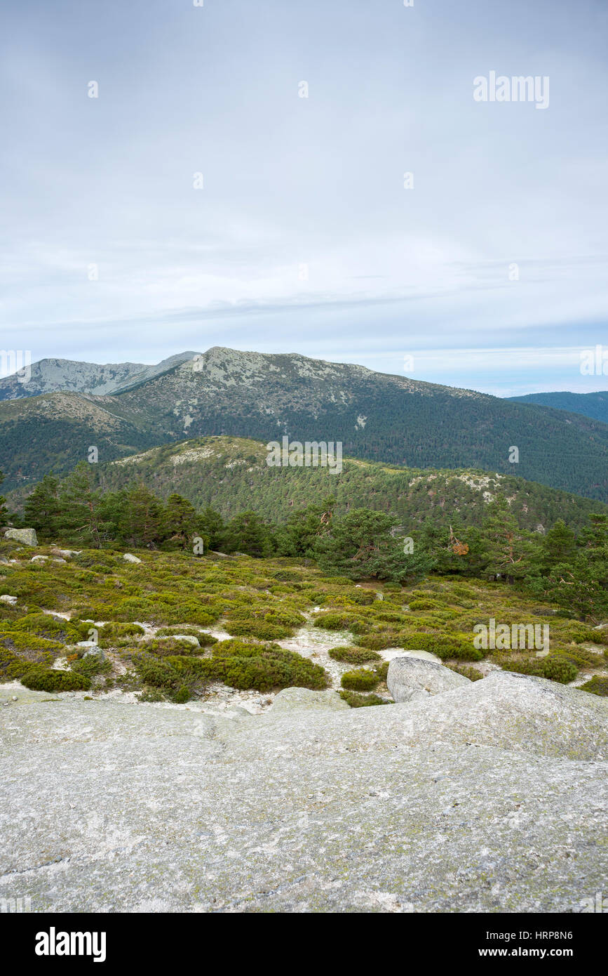 Forêt de pins sylvestres et de broussailles (Cytisus oromediterraneus rembourré et Juniperus communis) dans la région de Siete Picos (Sept sommets). Banque D'Images