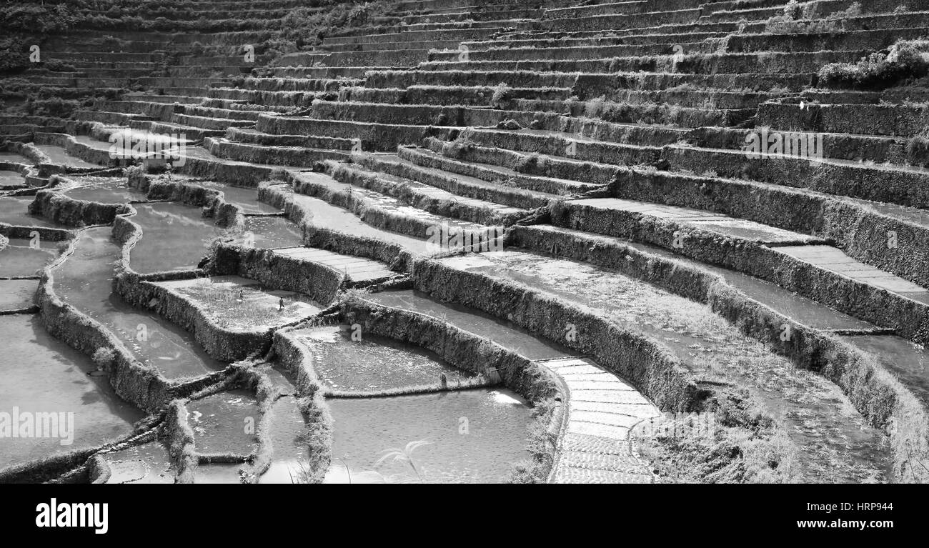 Flou en terrasse aux Philippines pour coultivation champ de riz de Banaue site de l'UNESCO Banque D'Images