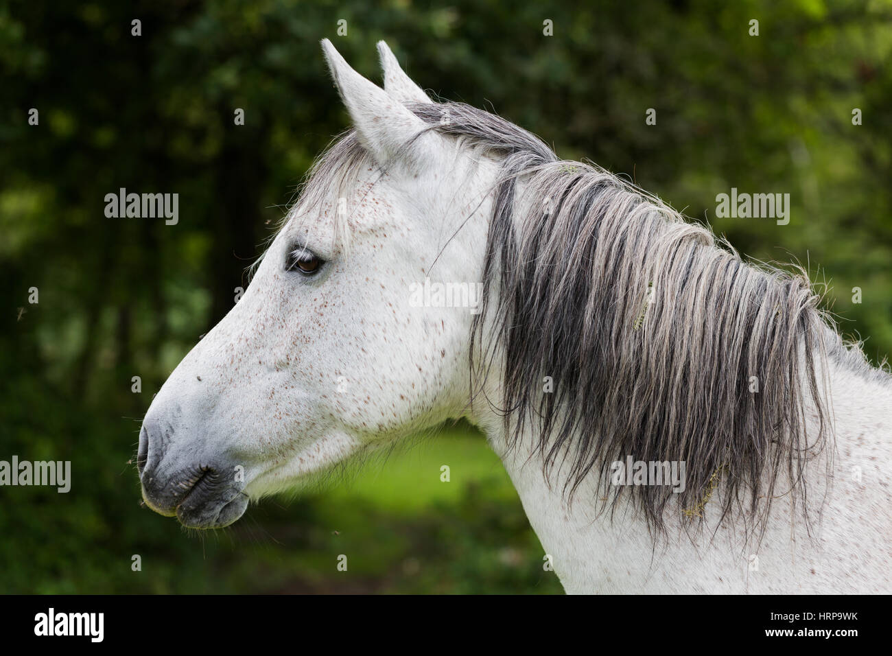 Tete De Cheval Blanc Banque D Image Et Photos Alamy