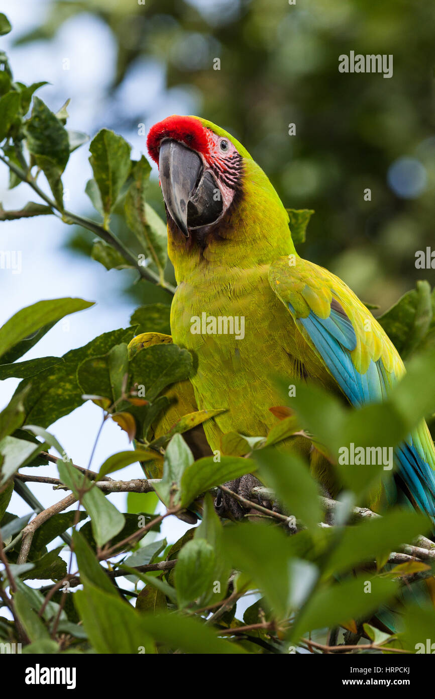 Le Grand Ara vert, Ara ambiguus, ou de l'Ara de Buffon ou le grand Ara militaire, est un grand perroquet tropical trouvés au Nicaragua, Honduras, Costa Ric Banque D'Images