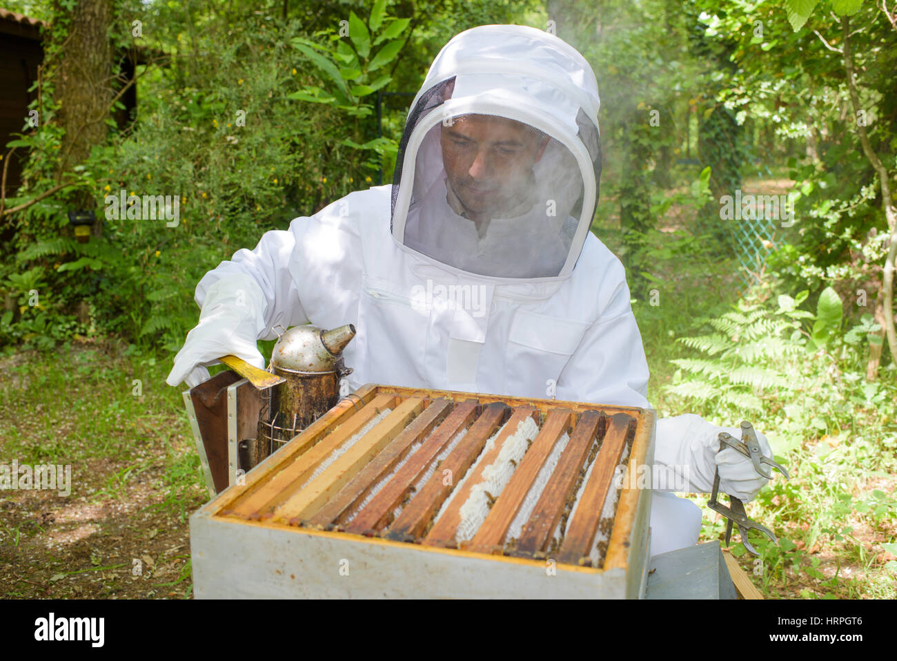 fumeur de l’abeille Banque D'Images