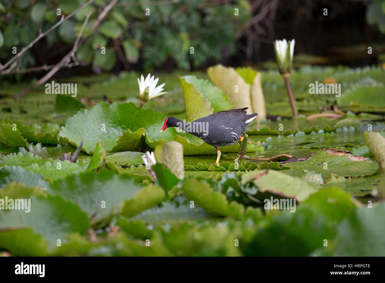 (Gallinula galeata gallinule commune) Banque D'Images