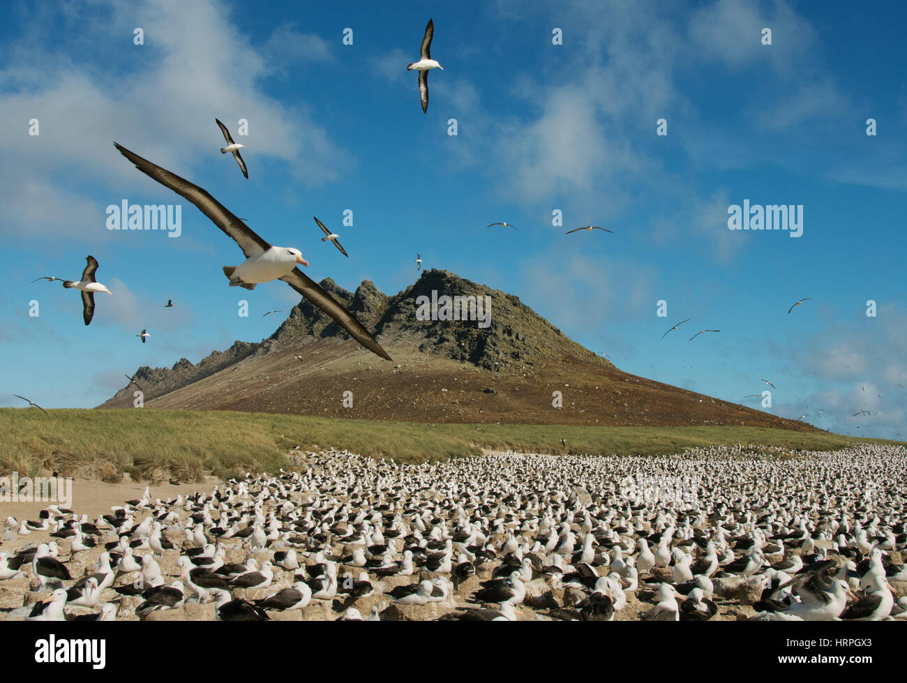 Albatros à sourcils noirs (Thalassarche melanophris) planeur sur colonie de nidification, Steeple Jason Island, Îles Falkland Banque D'Images