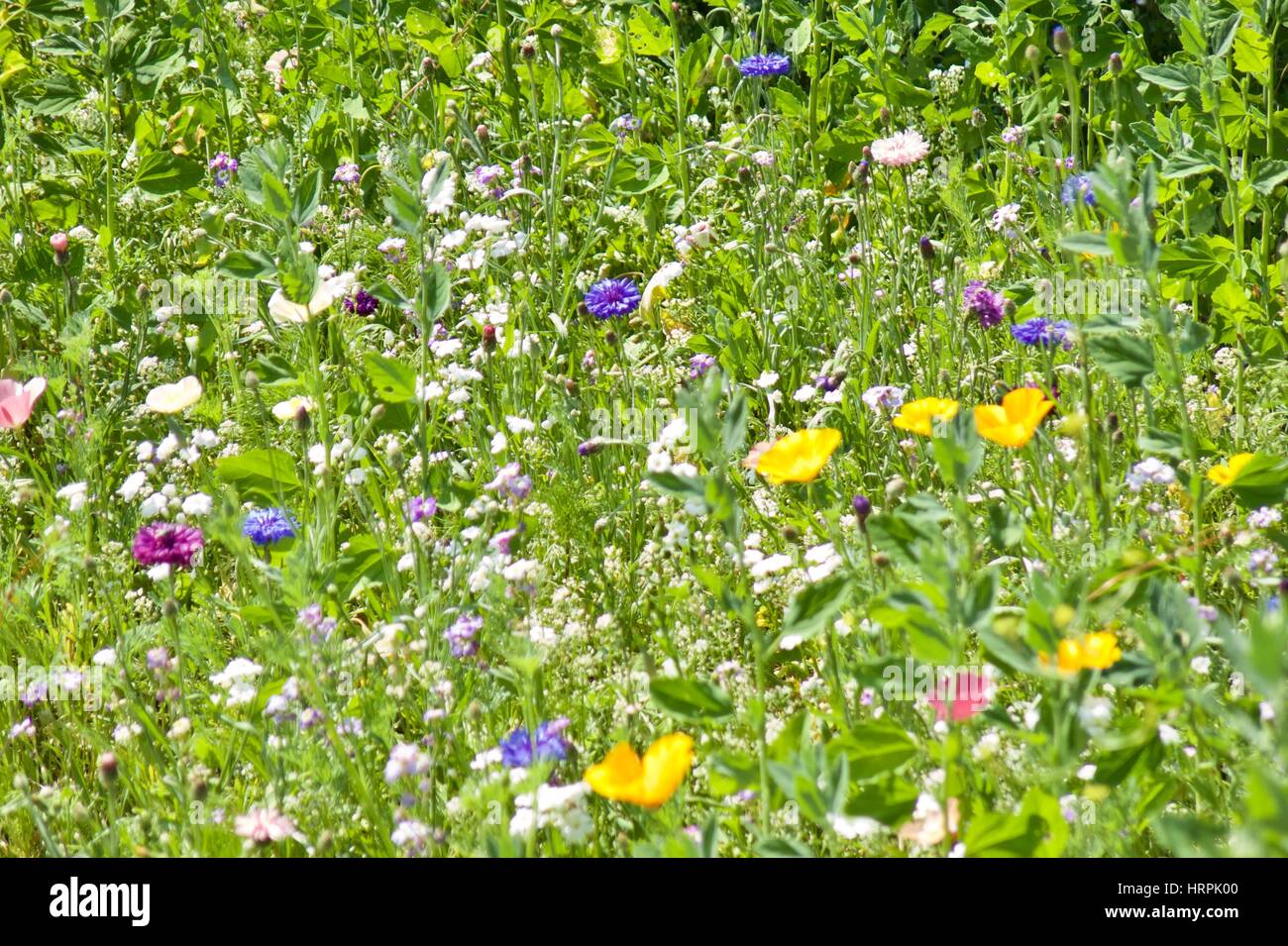 Tapis de fleurs sauvages colorées au printemps Banque D'Images