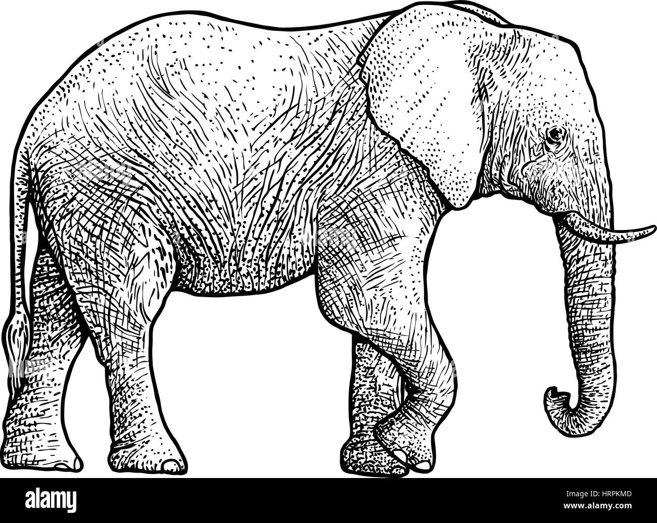 Illustration de l'éléphant, dessin, gravure, encre, dessin au trait, vector Illustration de Vecteur