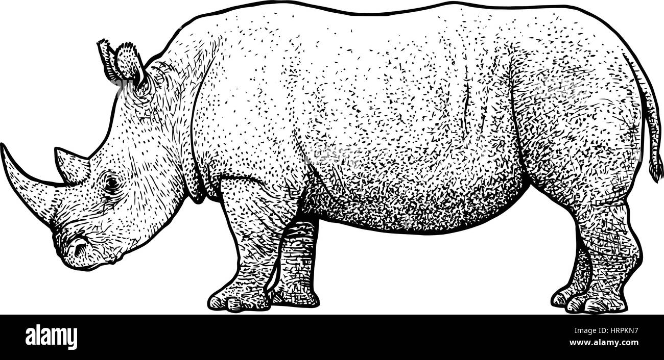 Rhinoceros illustration, dessin, gravure, encre, dessin au trait, vector Illustration de Vecteur