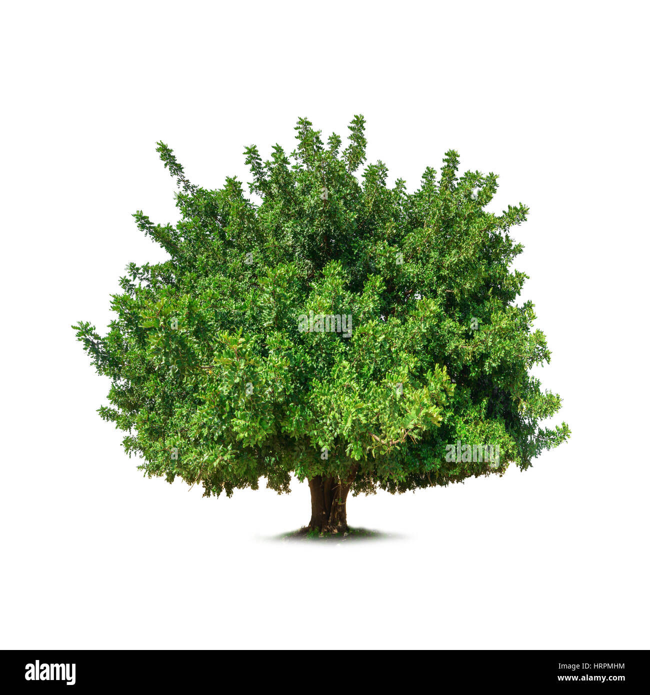 Green Tree isolated on white Banque D'Images