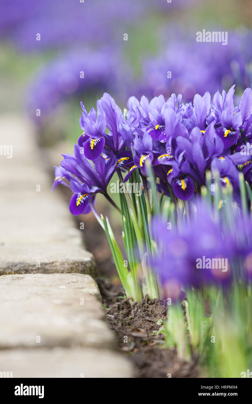 À l'iris, jardins de Brightwater Saxby, Lincolnshire, Royaume-Uni. L'hiver, février 2017. Banque D'Images