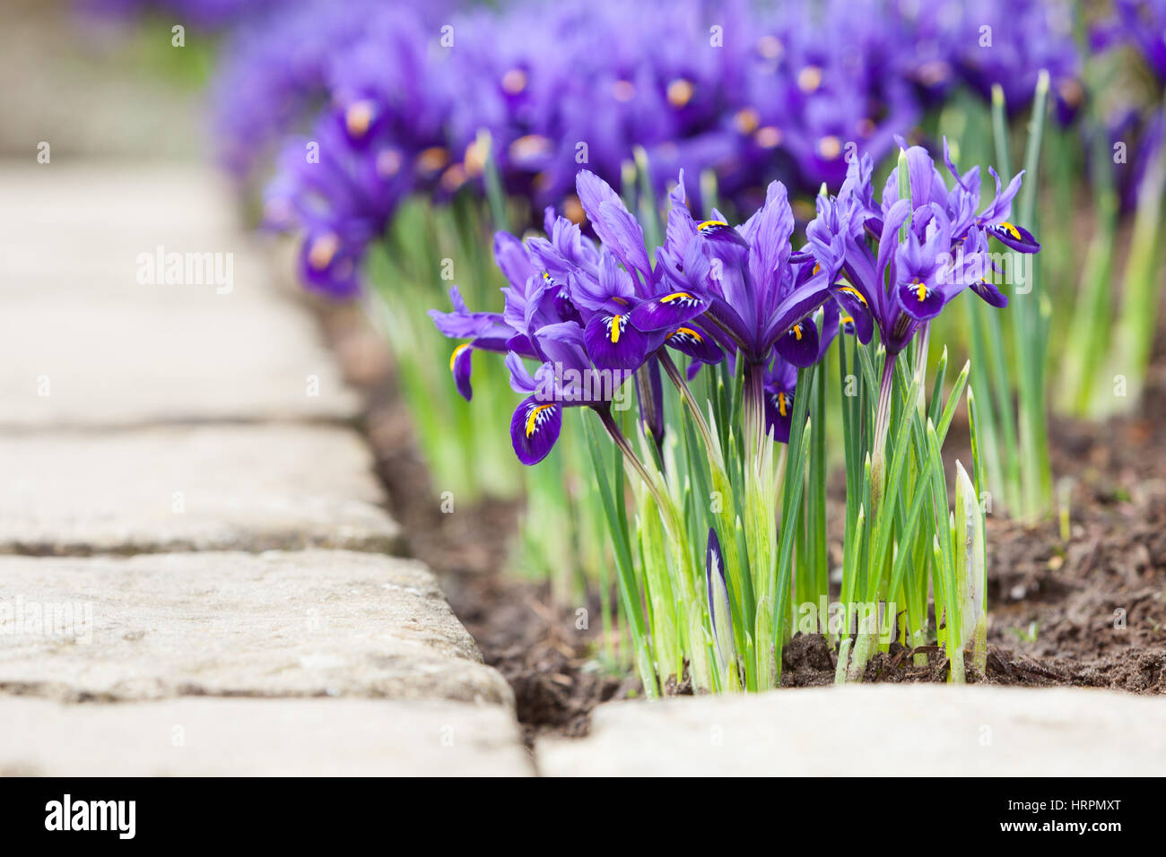 À l'iris, jardins de Brightwater Saxby, Lincolnshire, Royaume-Uni. L'hiver, février 2017. Banque D'Images