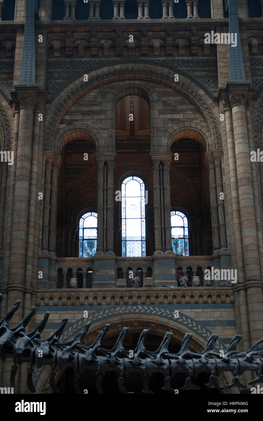 Vitrail dans la salle principale de la salle / Hintze Natural History