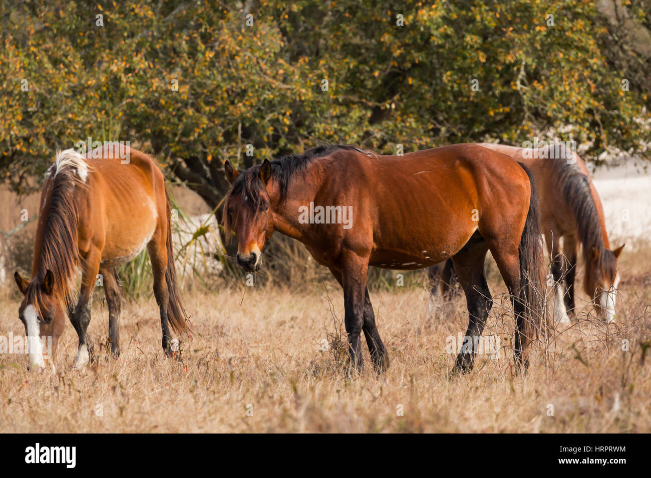 Cheval sauvage (Equus feral) feeding in Cumberland Island National Seashore, GA, USA Banque D'Images