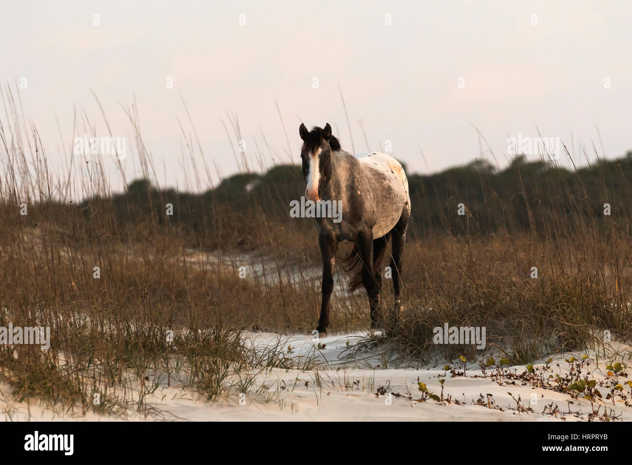 Cheval sauvage (Equus feral) sur les dunes de sable côtières dans la région de Cumberland Island National Seashore, GA, USA Banque D'Images