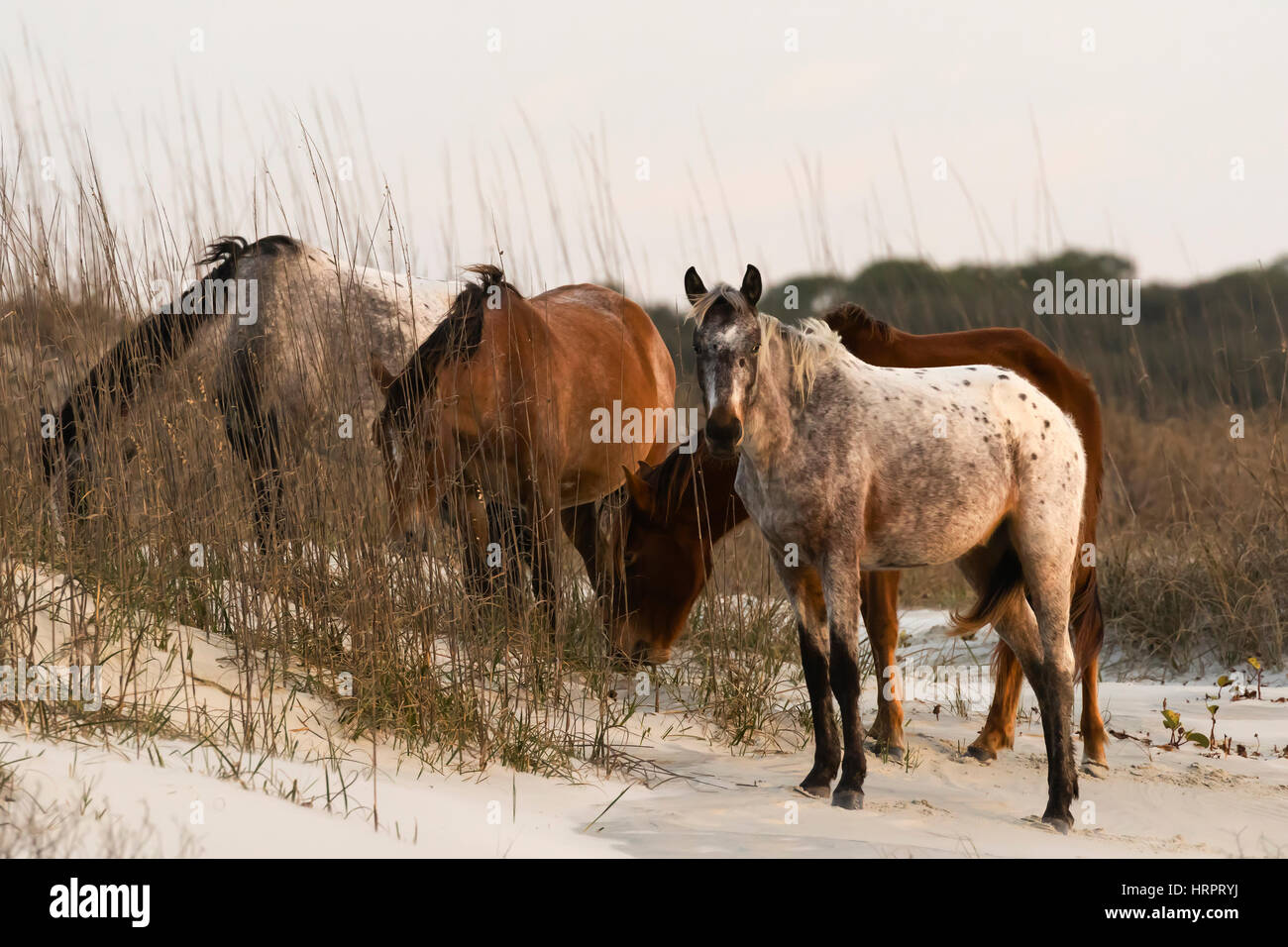 Cheval sauvage (Equus feral) sur les dunes de sable côtières dans la région de Cumberland Island National Seashore, GA, USA Banque D'Images