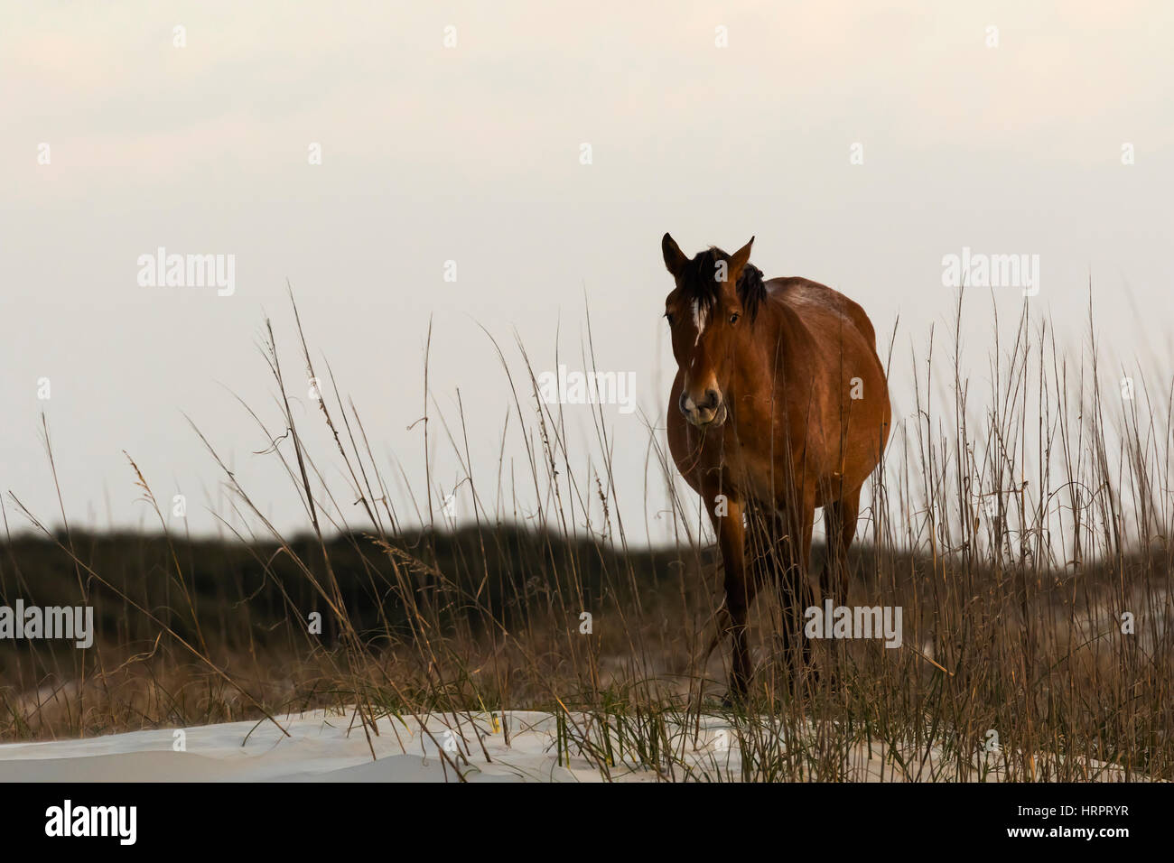 Cheval sauvage (Equus feral) sur les dunes de sable côtières dans la région de Cumberland Island National Seashore, GA, USA Banque D'Images