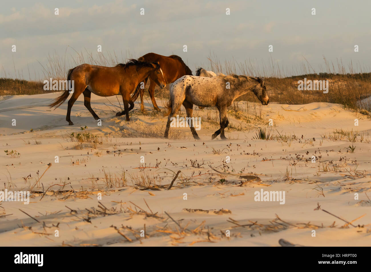 Cheval sauvage (Equus feral) sur les dunes de sable côtières dans la région de Cumberland Island National Seashore, GA, USA Banque D'Images