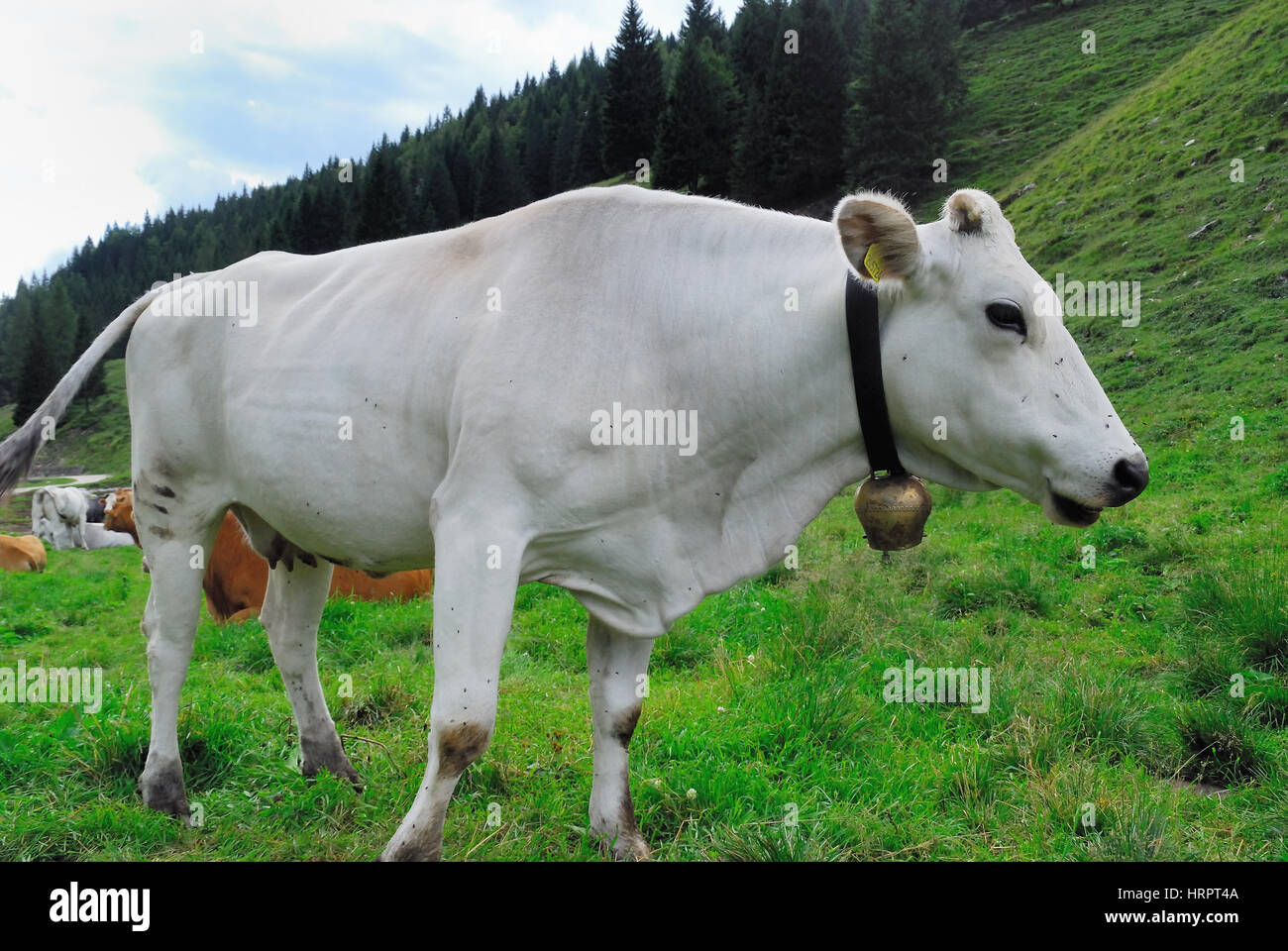 Races de vaches italiennes Banque de photographies et d'images à haute  résolution - Alamy