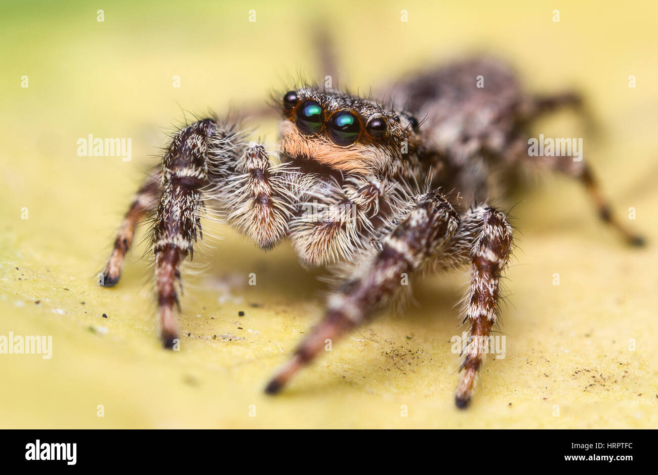 Débardeur Araignée Sauteuse Perchée Sur Branche - Design Vibrant Pour Amateurs D'Arachnides