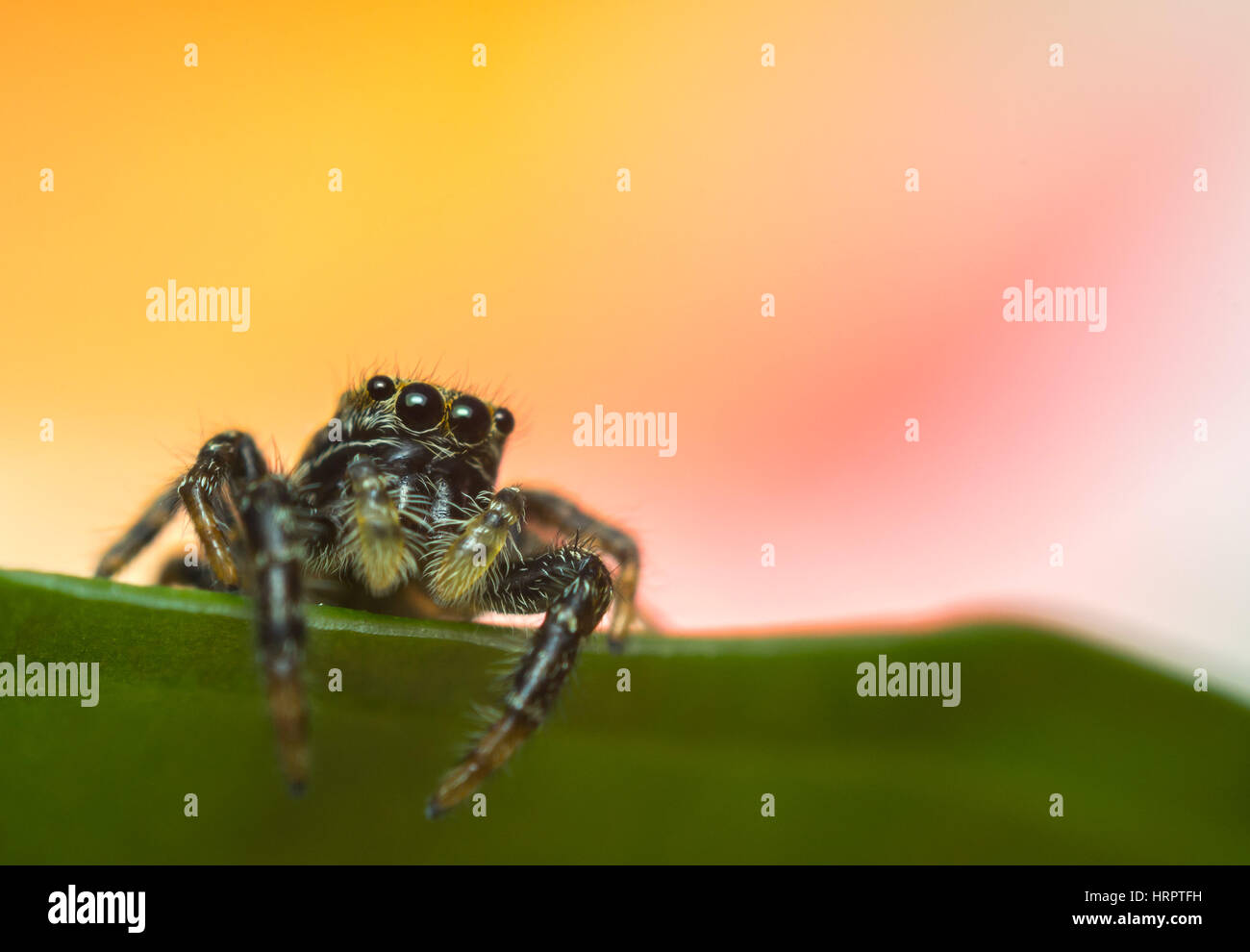 Araignee Sauteuse Bebe Sur Le Bord D Une Feuille Avec Un Arriere Plan Lumineux Photo Stock Alamy Araignee Sauteuse Bebe Sur Le Bord D Une Feuille Avec Un Arriere Plan Lumineux Photo Stock Alamy