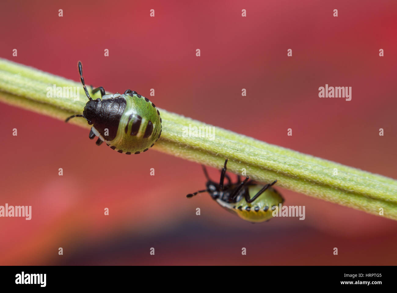 Close up de plusieurs larves de premier stade d'un vrai bug. Palomena prasina. Banque D'Images