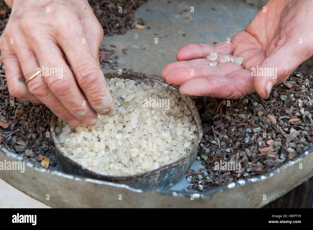 Une femme âgée s'effacer la chute de mastic dans le village médiéval de Pyrgi, Chios, Grèce. La résine de l'arbre fells sur une couche de sable. Une fois que le Banque D'Images