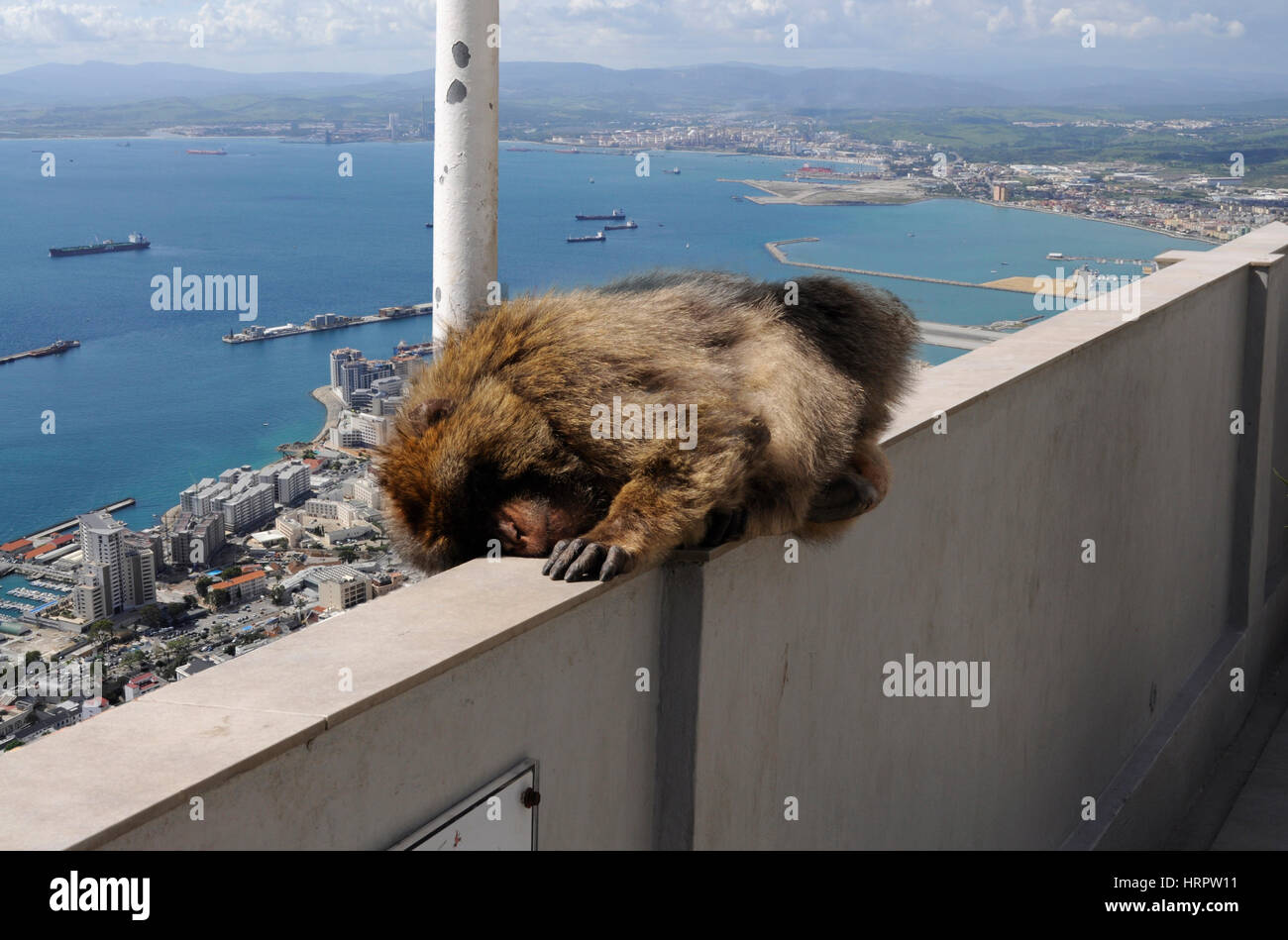 Couchage un singe à Gibraltar Banque D'Images