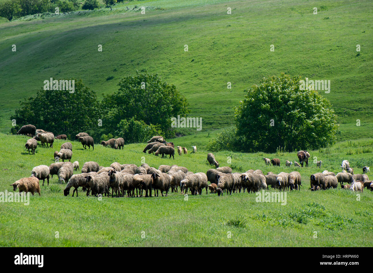 Troupeau de pâturage du bétail. Les moutons, les chèvres et d'ânes pré vert. Banque D'Images
