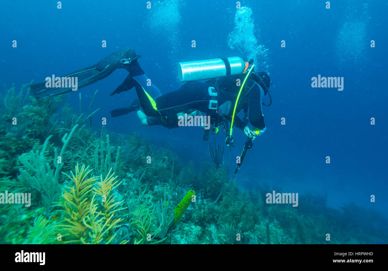 Scuba Diver avec scène sous-marine au fusil-harpon, Cuba Banque D'Images