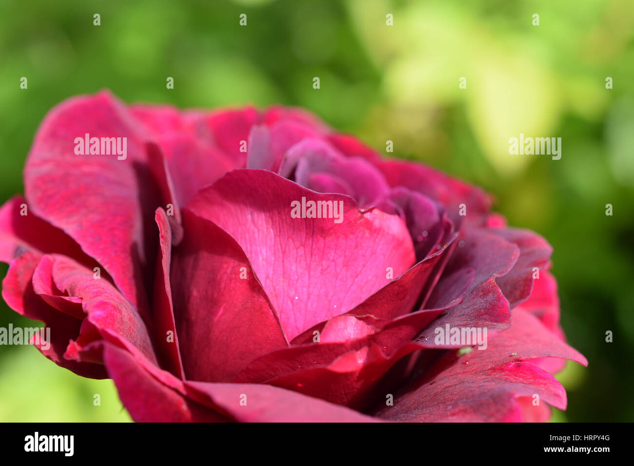 Crimson Rose - William Shakespeare, David Austin Roses Banque D'Images