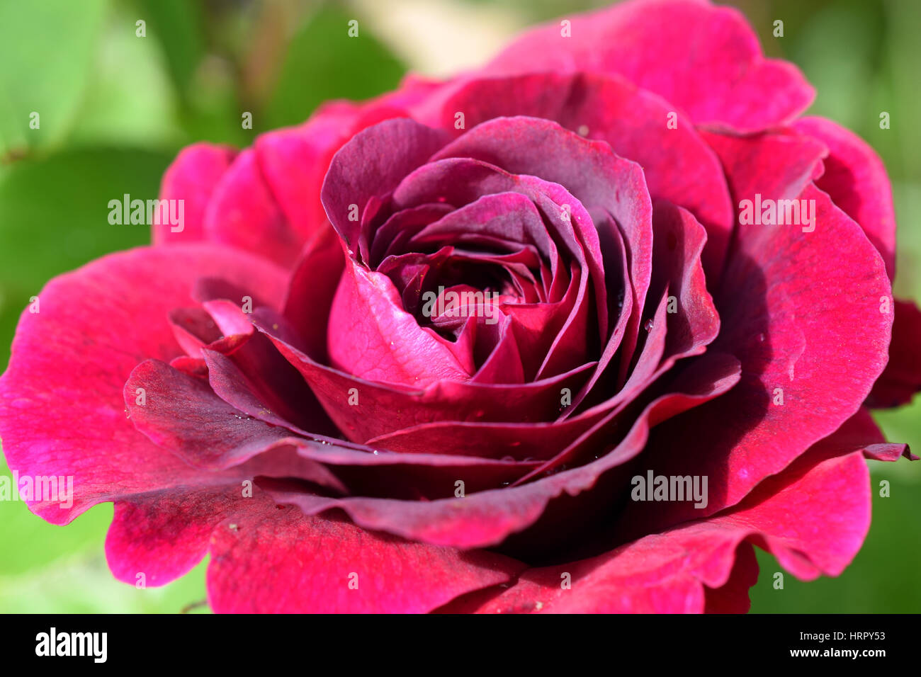 Crimson Rose - William Shakespeare, David Austin Roses Banque D'Images