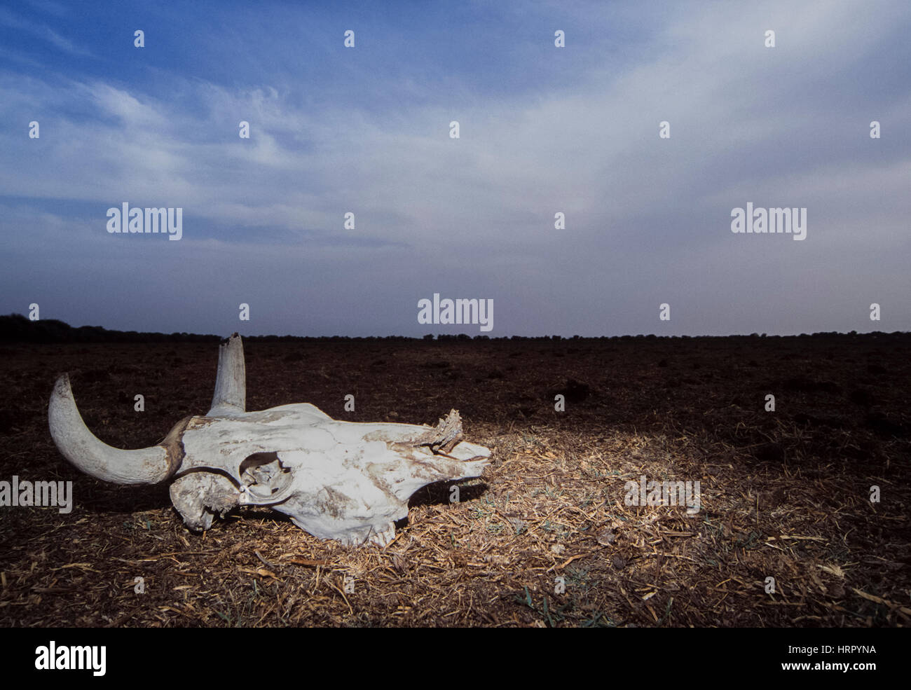 Crâne, vache (Bos indicus), à partir de la période de sécheresse, Gujarat, Inde Banque D'Images