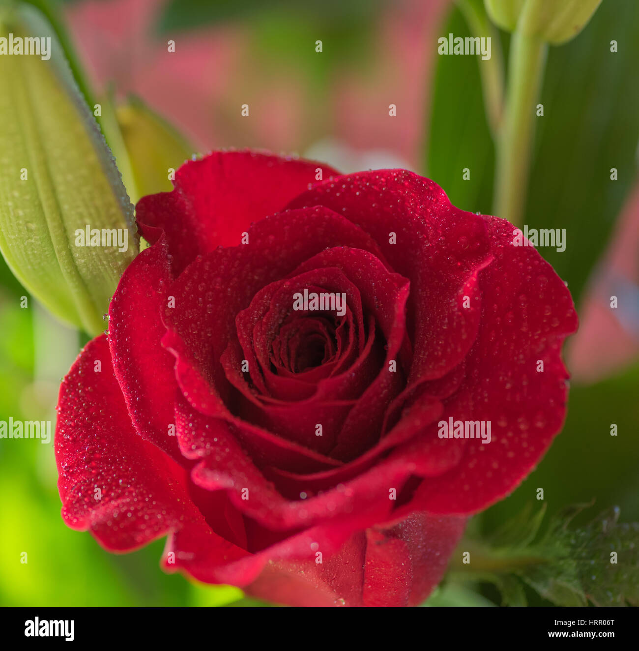 Rose rouge vif avec des gouttes de rosée. macro image, close-up, faible profondeur de champ. Banque D'Images