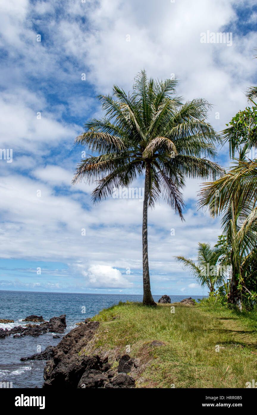 Voir un peu de paradis. Palmier sur une péninsule isolée à Hawaii. Banque D'Images