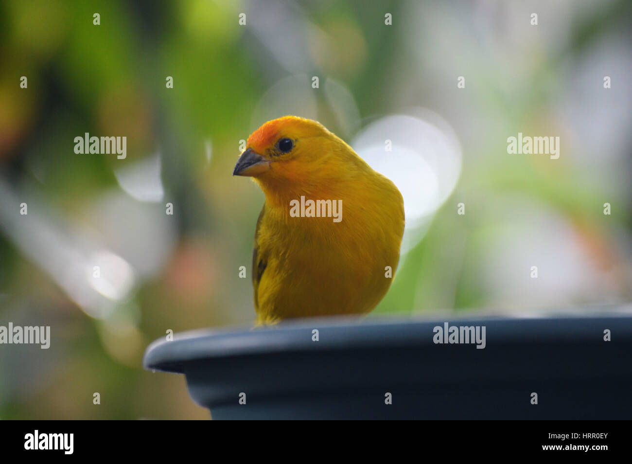 Finch jaune Banque D'Images