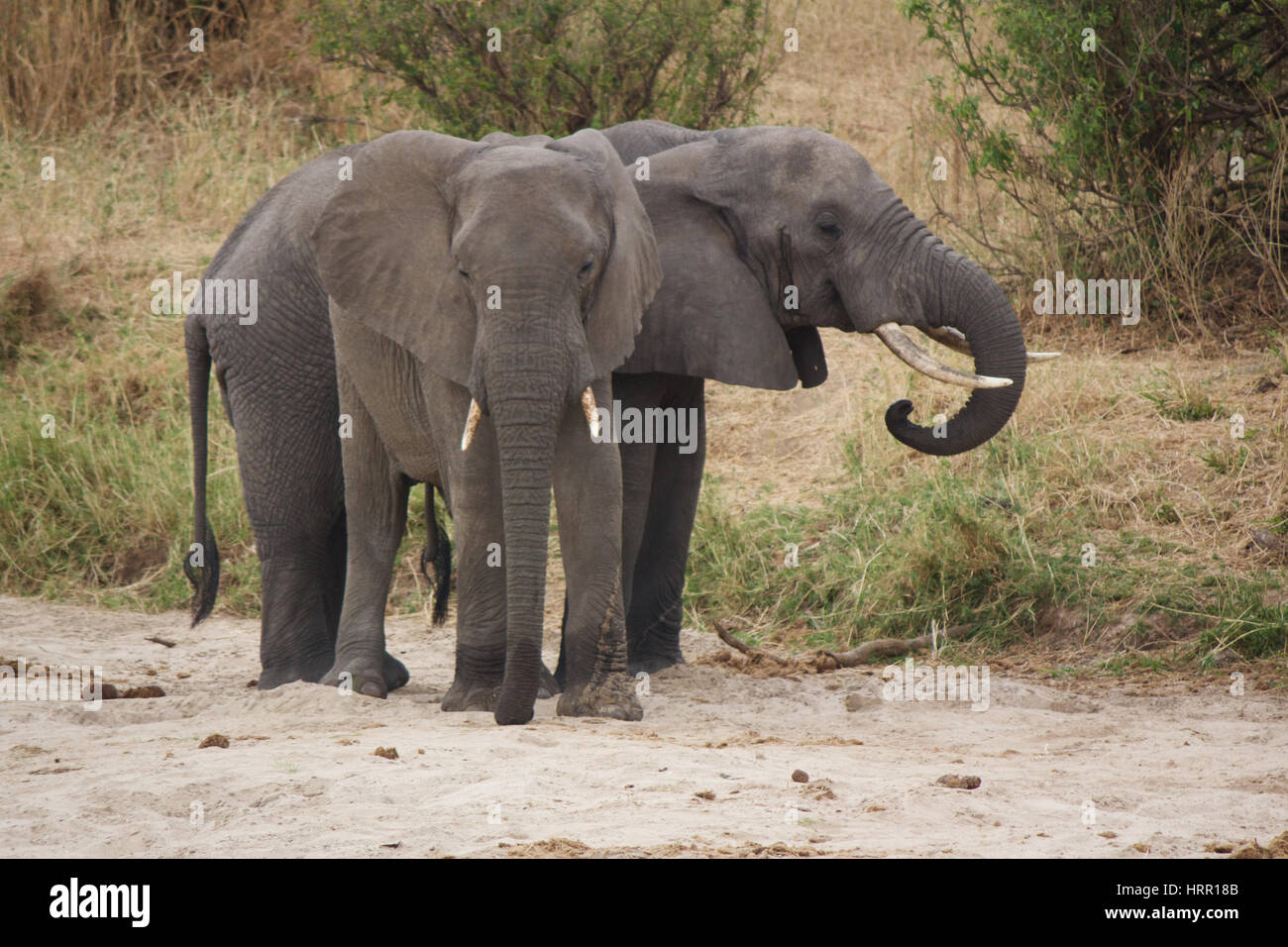 Deux éléphants adultes en Afrique Banque D'Images