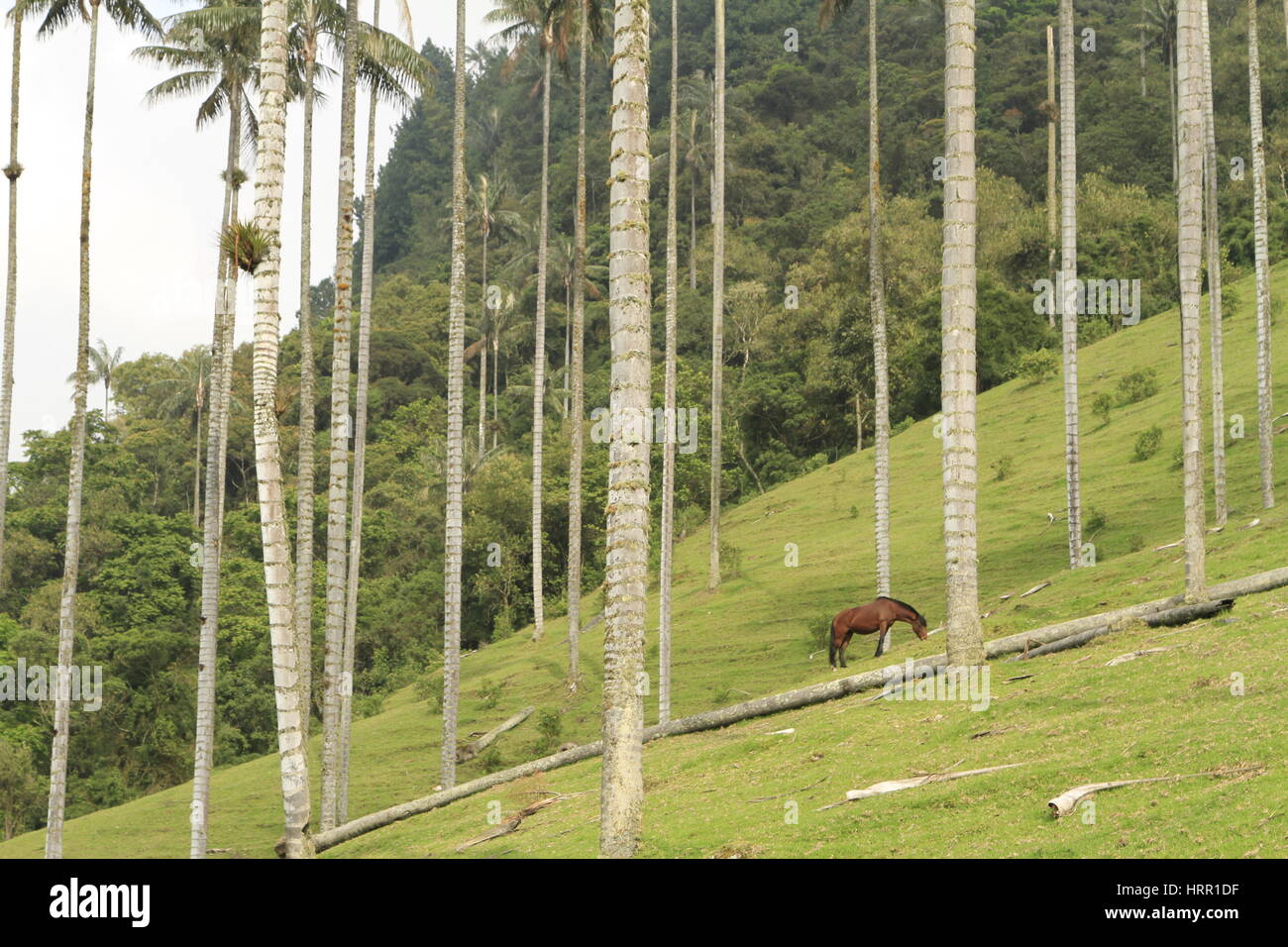 Calèche parmi les palmiers de cire, de la vallée de Cocora, Colombie Banque D'Images