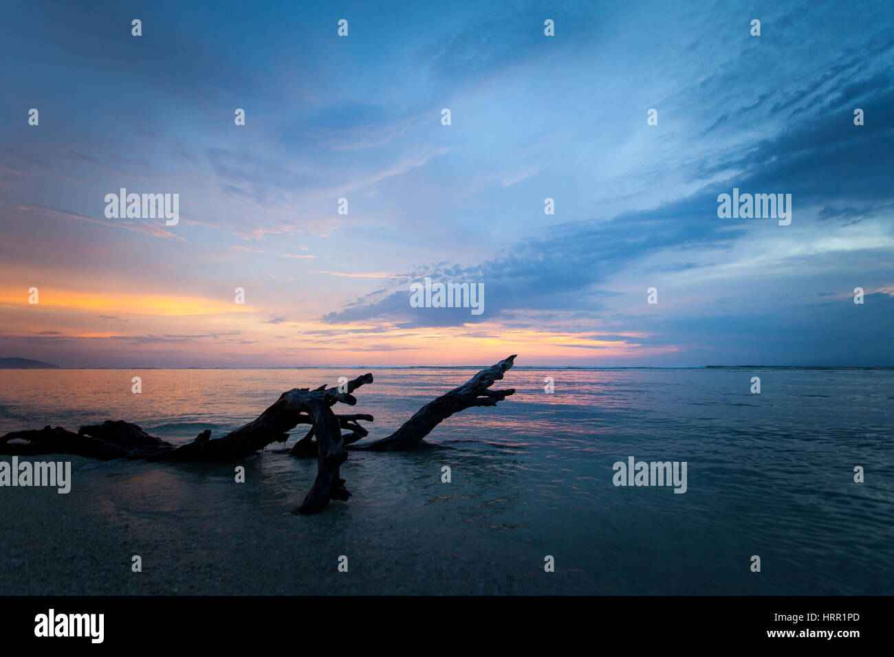 Beau lever de soleil avec les souches et les racines des palétuviers morts sur la plage. Banque D'Images