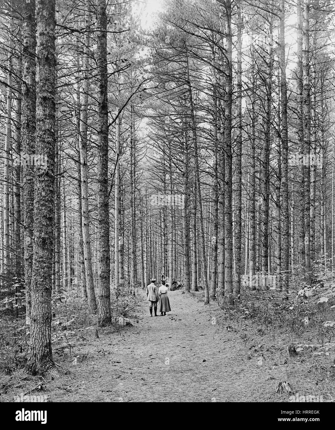 Vue arrière Portrait de couple en train de marcher le long du sentier large, Cathédrale de bois, Montagnes Blanches, North Conway, New Hampshire, USA, Detroit, de l'édition, la société, 1900 Banque D'Images