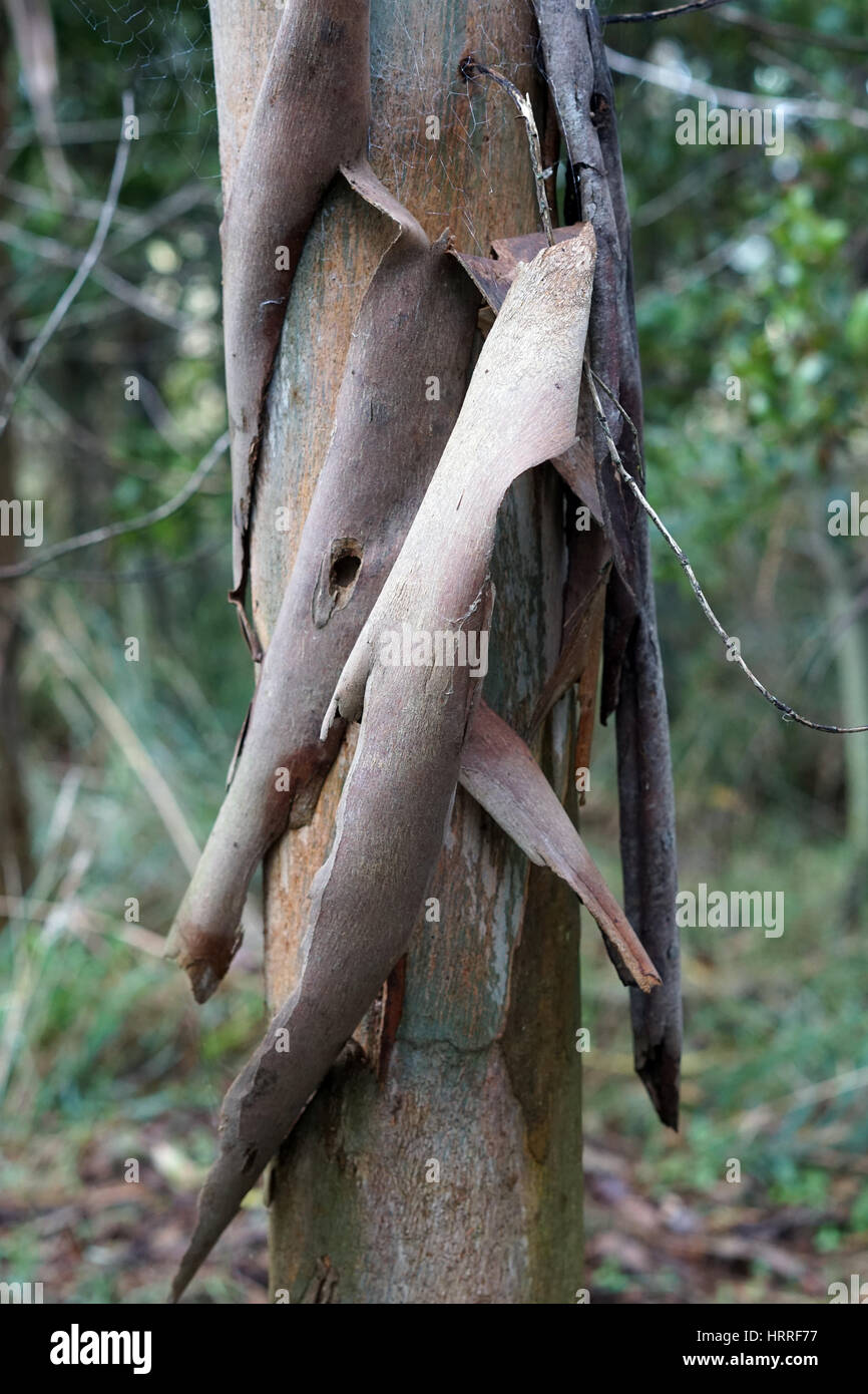 Chute de l'écorce d'un petit tronc d'arbre de gomme Banque D'Images