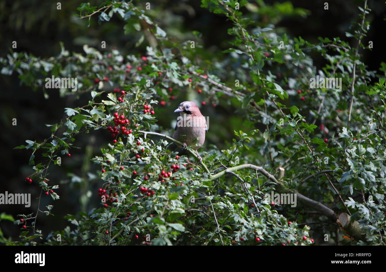 Jay avec baies dans la forêt d'Epping Banque D'Images