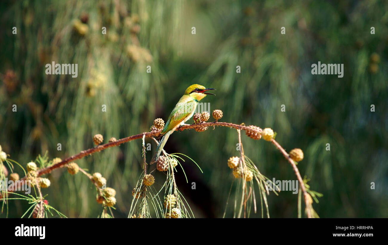 Jaune Vert mangeur d'abeilles peu oiseau posé sur une branche au soleil, au Vietnam. Banque D'Images