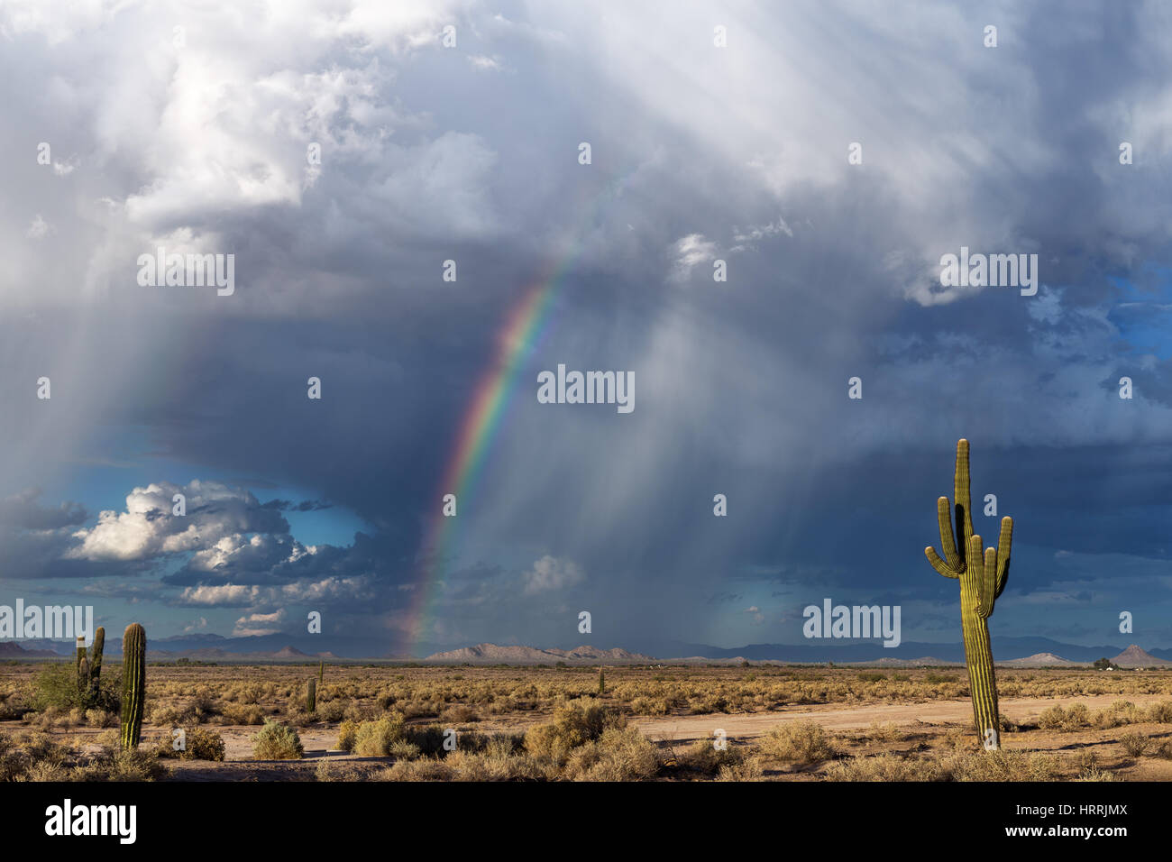 Paysage du désert de Sonora avec Cactus Saguaro et arc-en-ciel en Arizona Banque D'Images