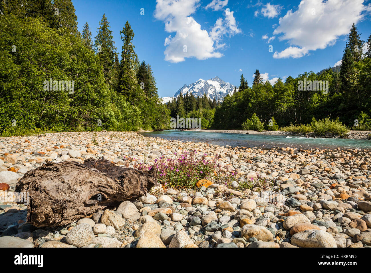 Sur l'embranchement nord de la rivière Nooksack de fleurs sauvages en premier plan et le Mont Shuksan en arrière-plan, Washington, USA. Banque D'Images